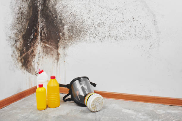 Best Toxic Mold Removal  in Ruckersville, VA