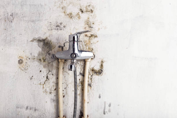 Professional Mold Removal in Ruckersville, VA