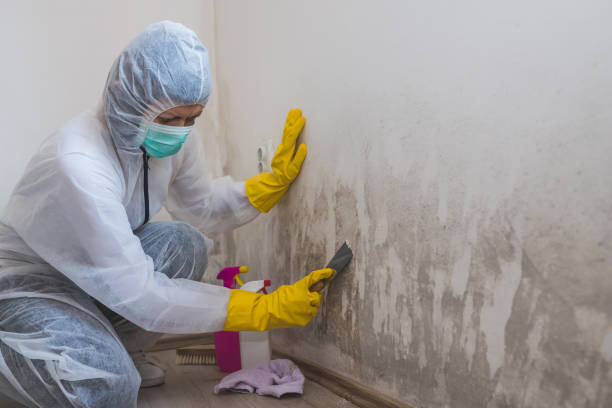 Best Mold Remediation Services  in Ruckersville, VA