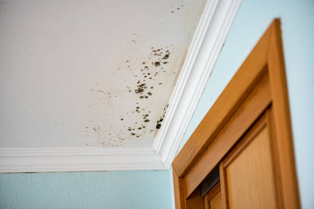 Best Mold Testing  in Ruckersville, VA