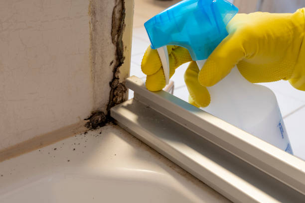 Best Same-Day Mold Removal  in Ruckersville, VA