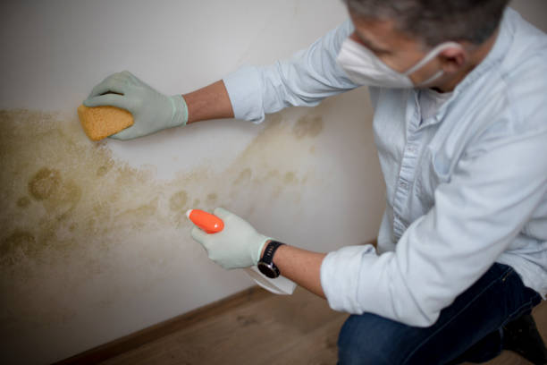 Mold Removal and Inspection in Ruckersville, VA