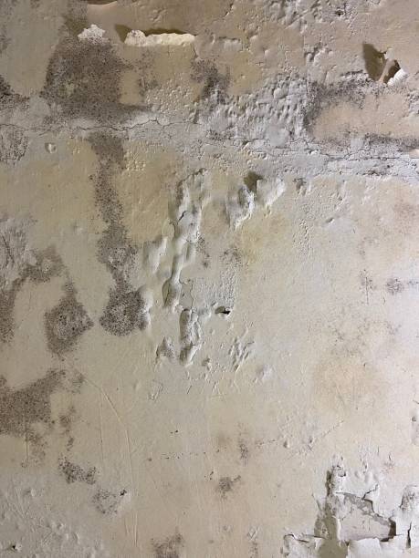 Best Mold Cleaning Services  in Ruckersville, VA