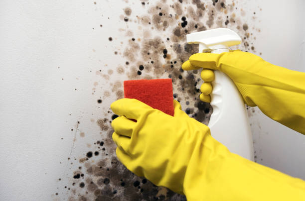 Best Best Mold Removal Companies  in Ruckersville, VA