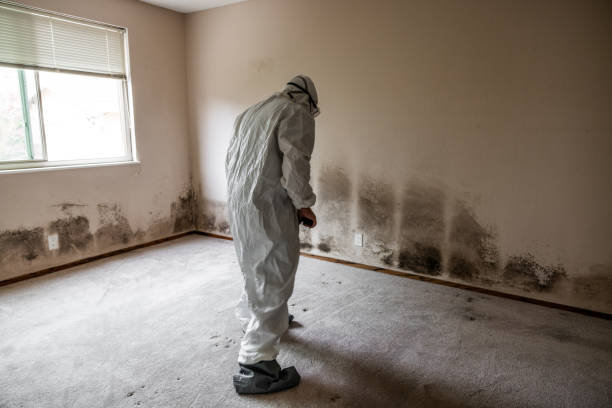 Best Mold Damage Repair  in Ruckersville, VA