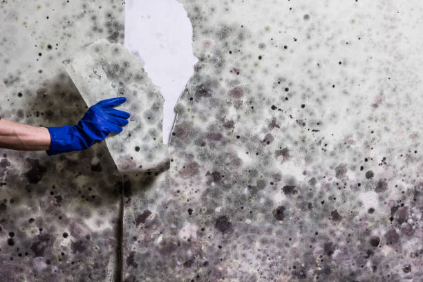 Attic Mold Removal in Ruckersville, VA