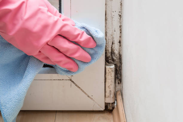 Best Mold Removal Company Near Me  in Ruckersville, VA